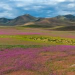 ATACAMA
