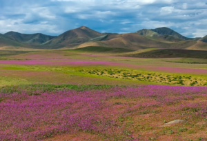 ATACAMA