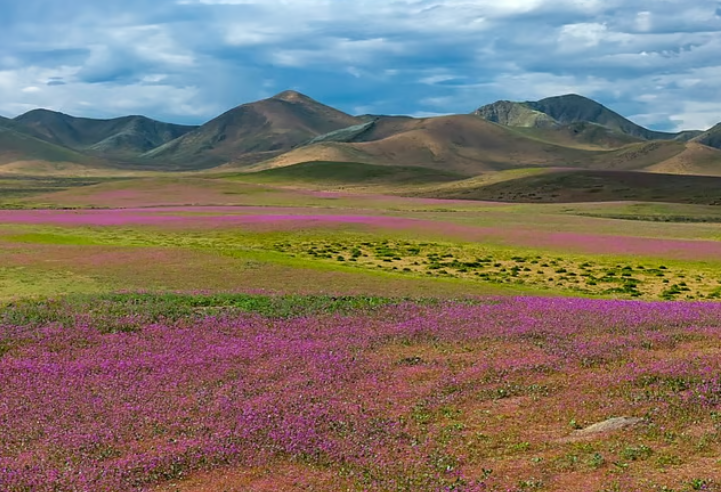 ATACAMA