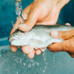 FISH SMELL