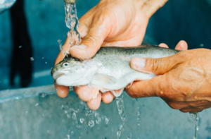 FISH SMELL