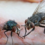 FLY