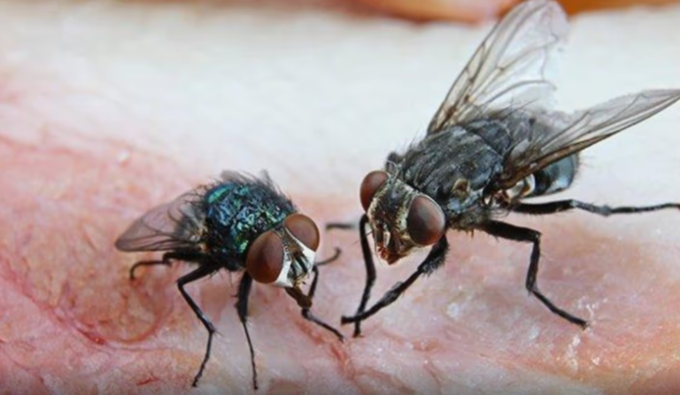 FLY