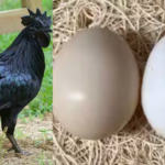 ayam cemani
