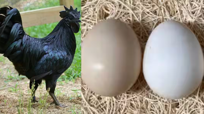 ayam cemani