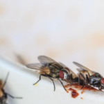 fly