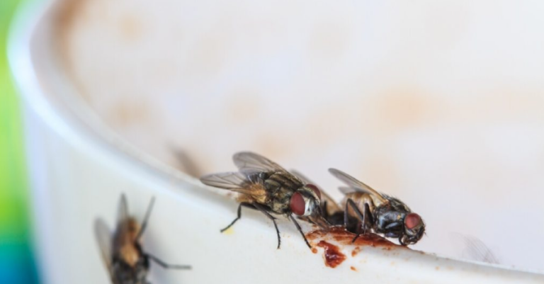 fly
