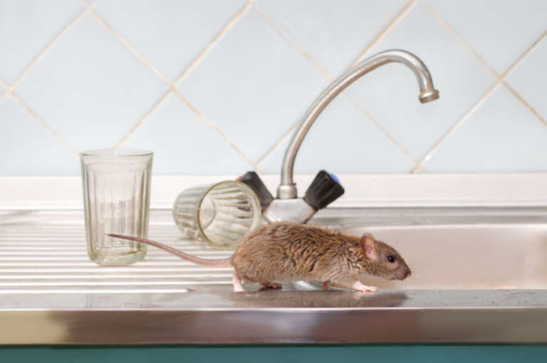 rat