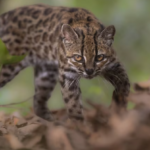 small tiger
