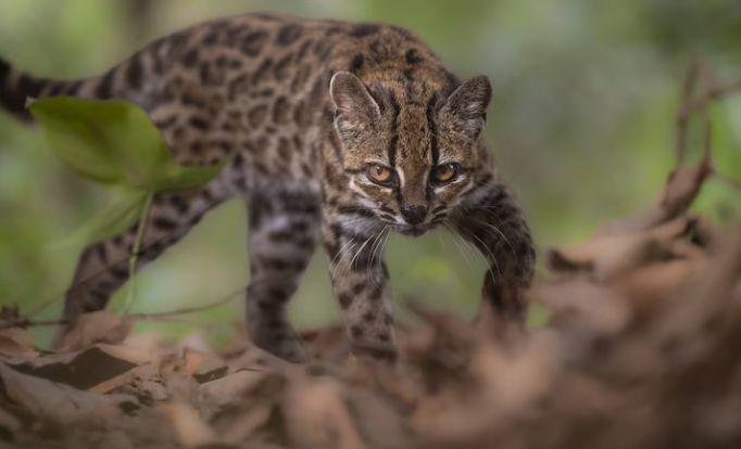 small tiger