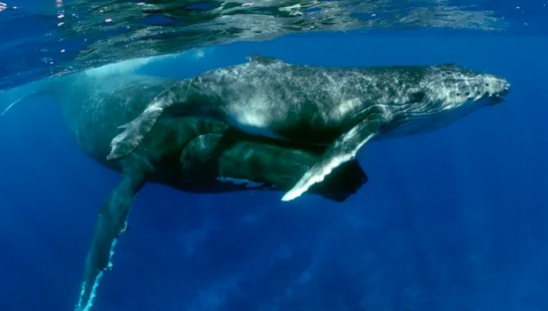 whale