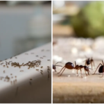 ants