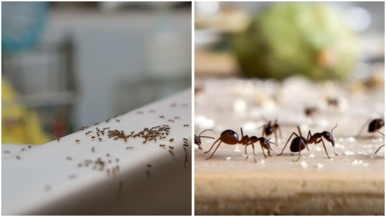 ants
