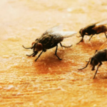 flies