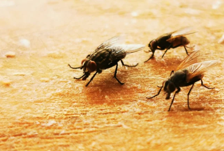 flies