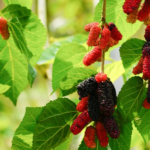 mulberry