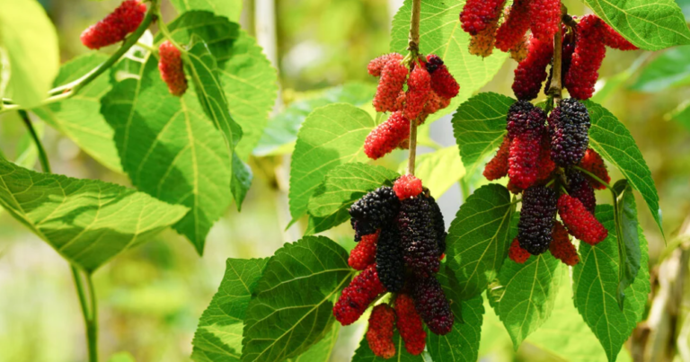 mulberry