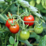 tomato